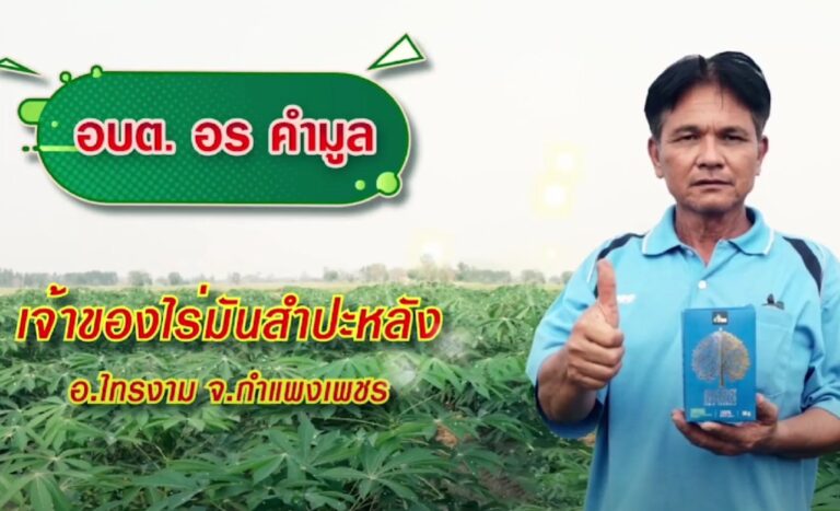 review-4tree-Cassava-1