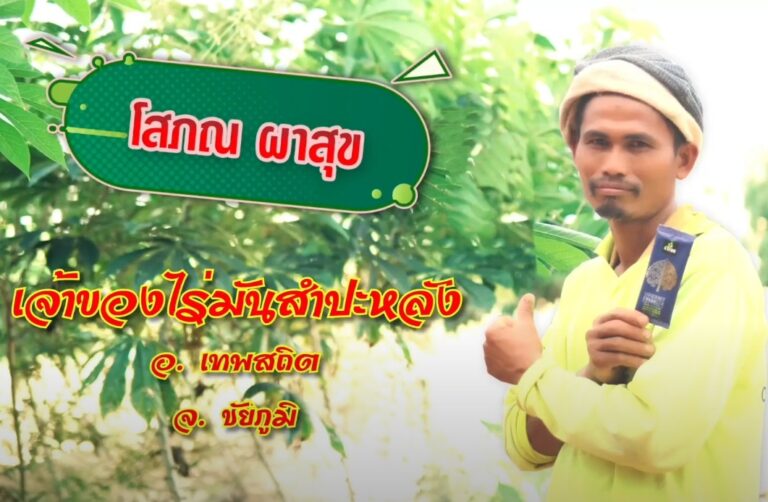 review-4tree-Cassava-2