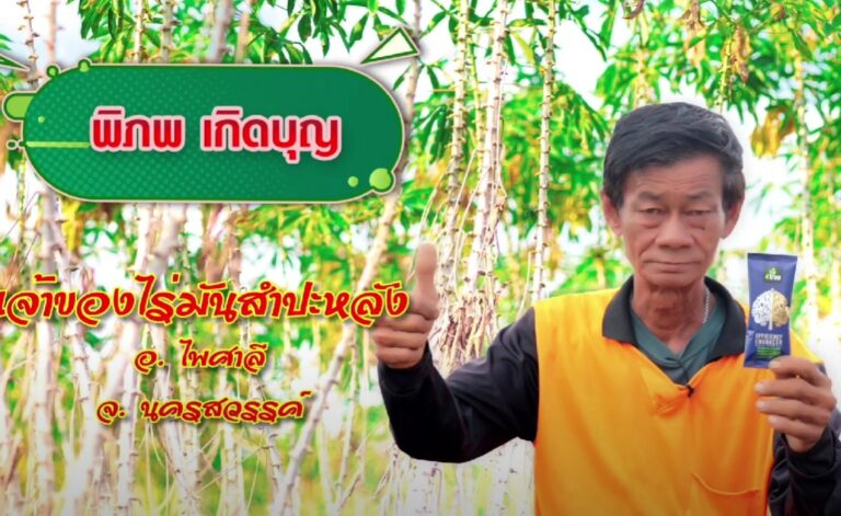 review-4tree-Cassava-3