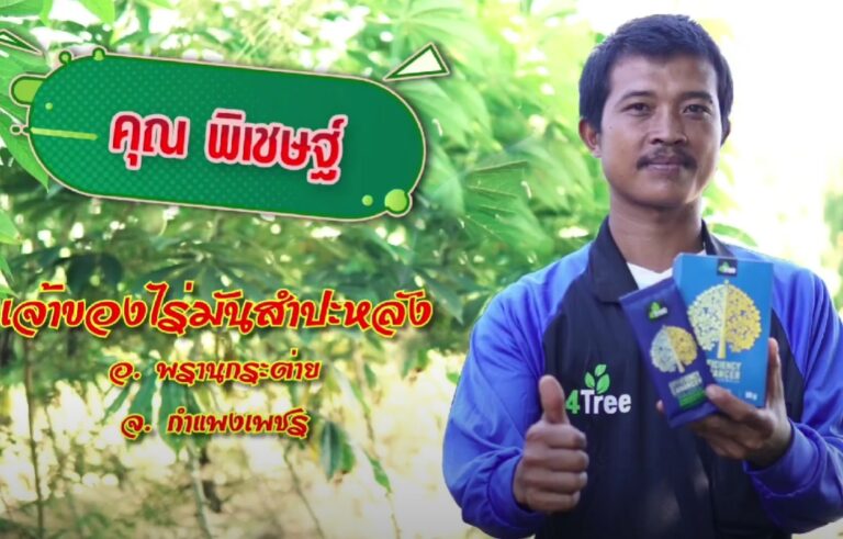 review-4tree-Cassava-4