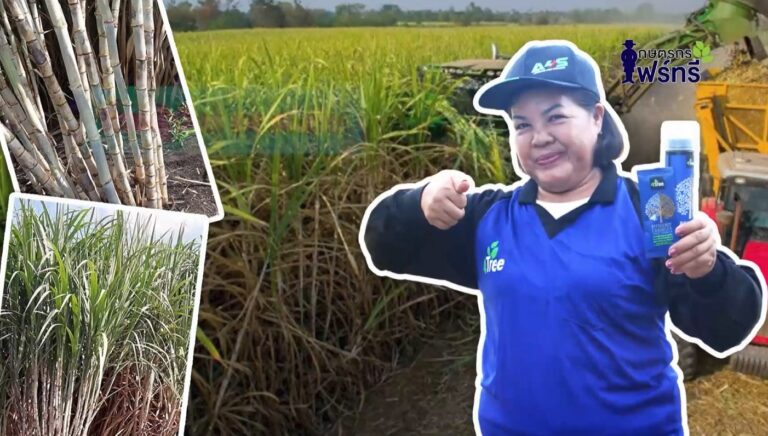 review-4tree-booster-Sugarcane-1