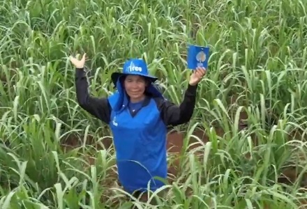 review-4tree-booster-Sugarcane-2