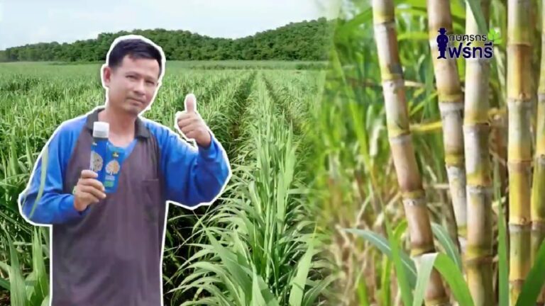 review-4tree-booster-Sugarcane-3