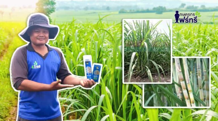 review-4tree-booster-Sugarcane-4