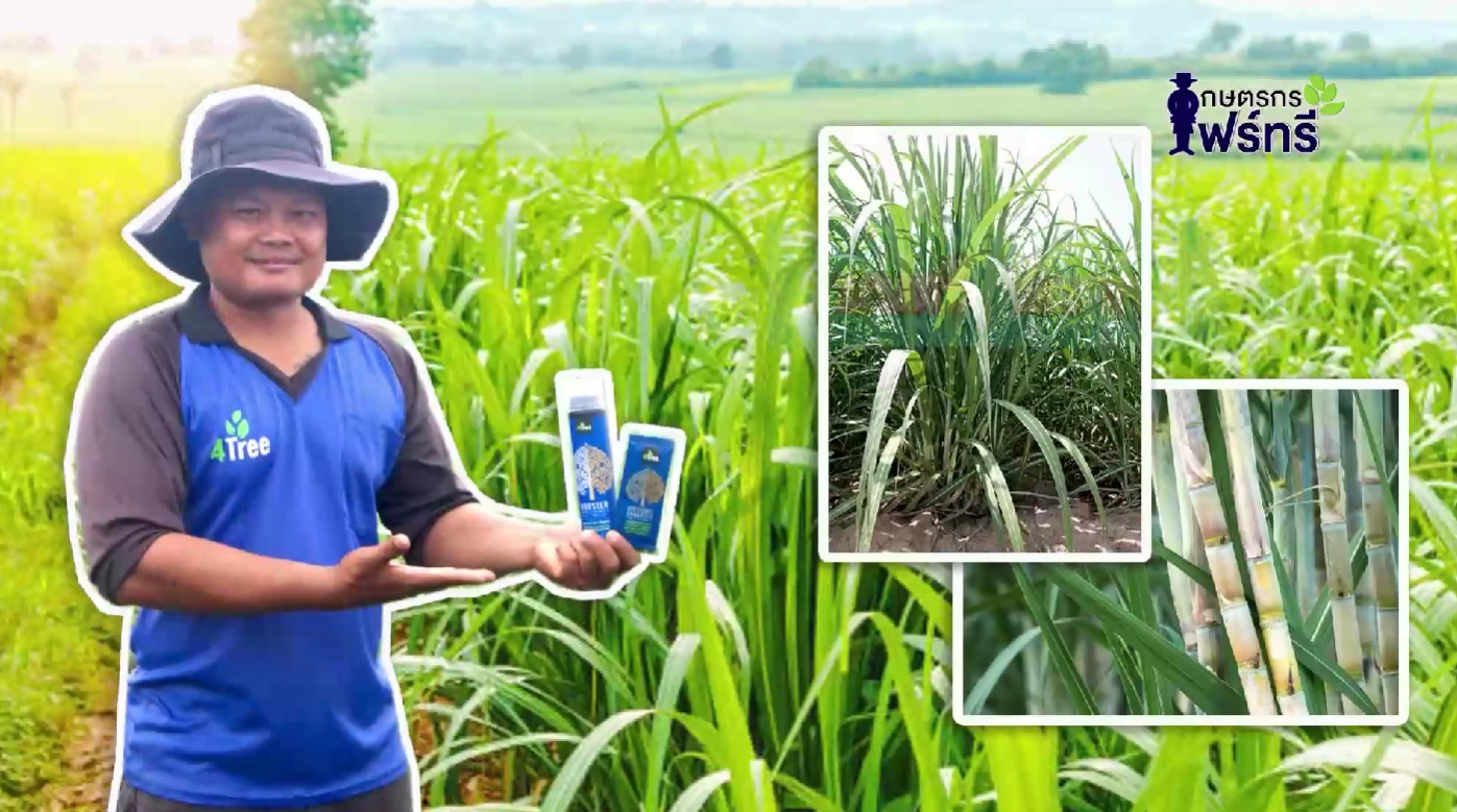 ท้าพิสูจน์ อ้อยและข้าวโพด ผลผลิตเพิ่มขึ้น