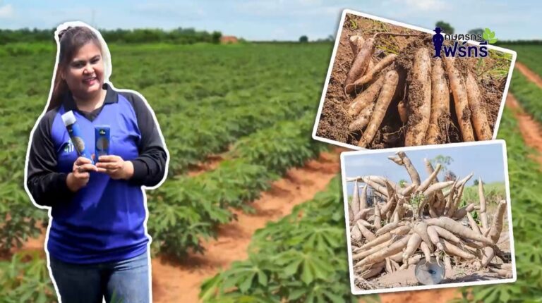 review-4tree-booster-cassava-1