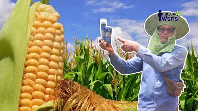 review-4tree-booster-corn-1