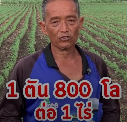 review-4tree-booster-corn-2