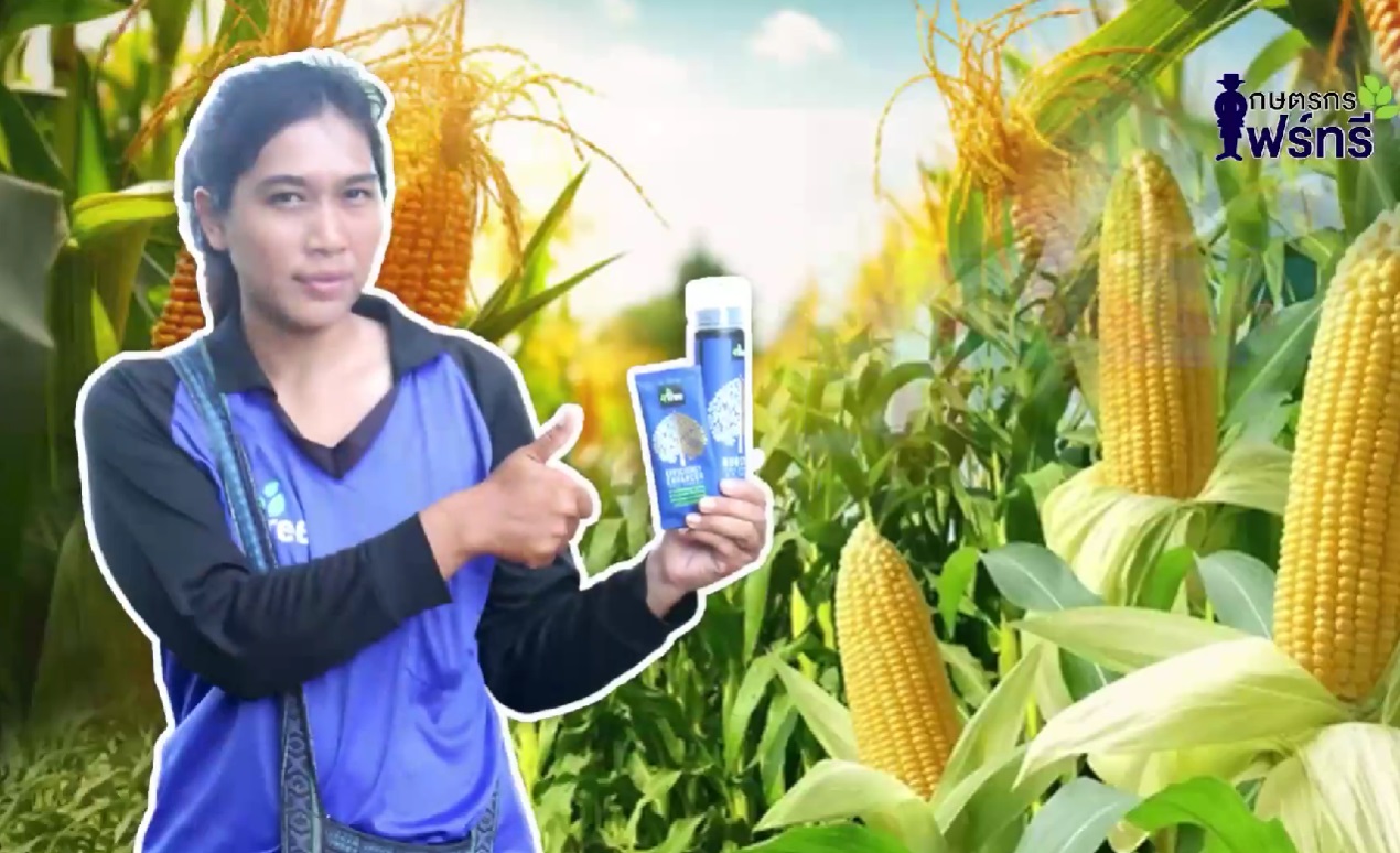 ไร่ข้าวโพด 10 ไร่ ใช้ booster & 4Tree ผลผลิตเพิ่มขึ้น