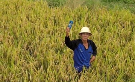 review-4tree-booster-rice-field