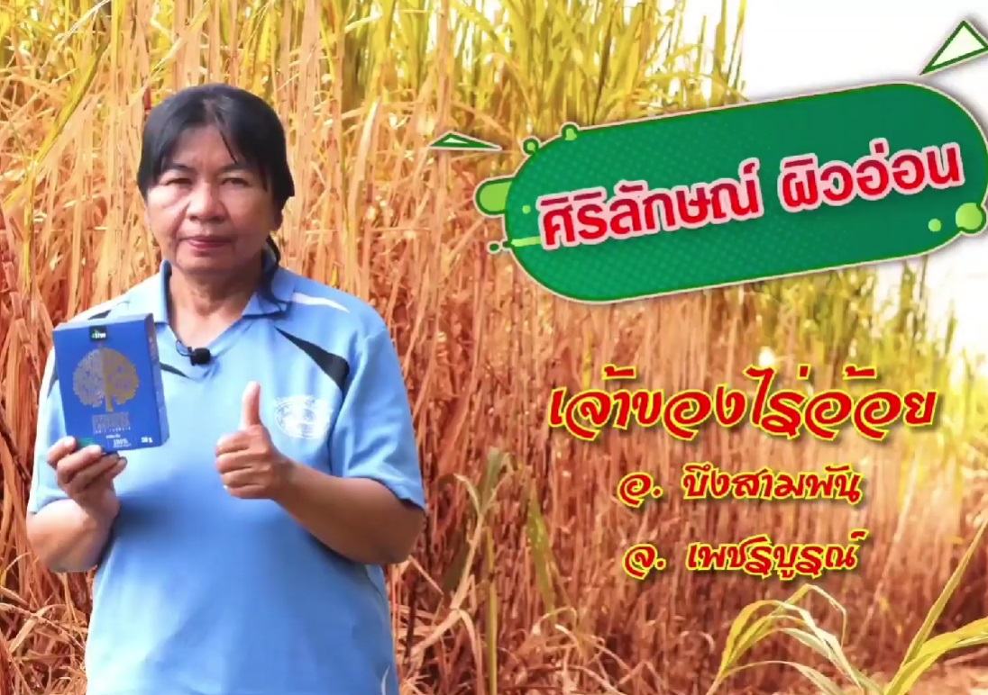 ไร่อ้อย 8 ไร่ เดิมผลผลิต 73 ตัน ผลผลิตเพิ่มขึ้นเป็นเท่าตัว ลดต้นทุน เพิ่มผลผลิต