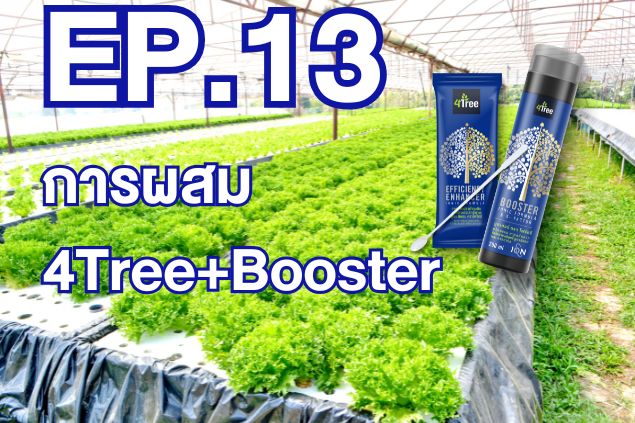 Ep.13-การผสม 4Tree+Booster