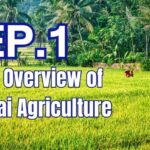 An Overview of Thai Agriculture