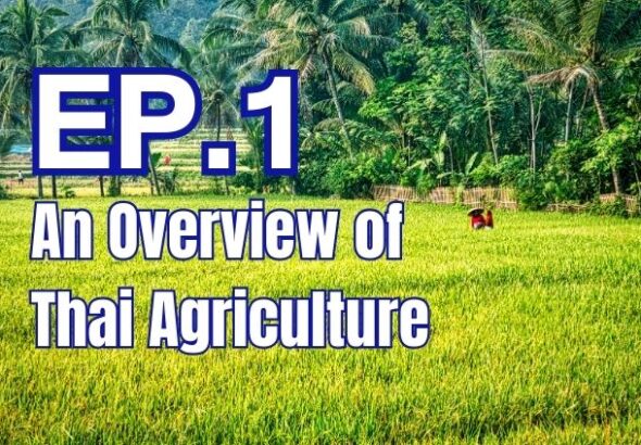 An Overview of Thai Agriculture