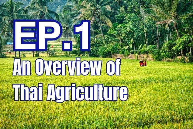 An Overview of Thai Agriculture