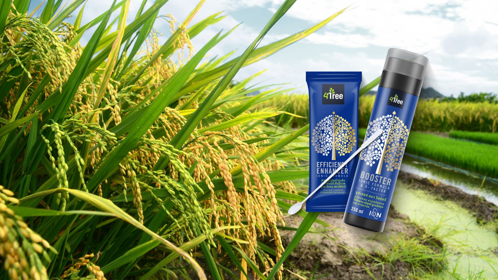 คู่มือการใช้ 4Tree พร้อมกับ Booster